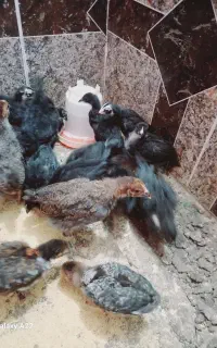 جوجه یک‌ماهه
