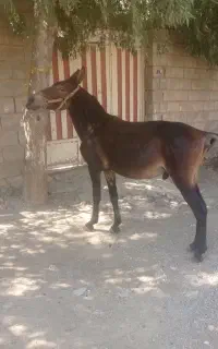 قاطر