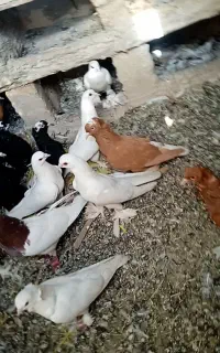 یک لانه خاصاگوش