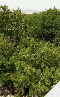600 متر خانه ویلایی ضیاءآباد