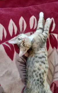 واگذاری گربه