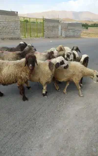 میش داشتی