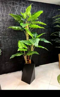 درختچه ۱۷۰