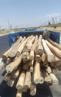 خرید درخت چوب تر و خشک نقدی