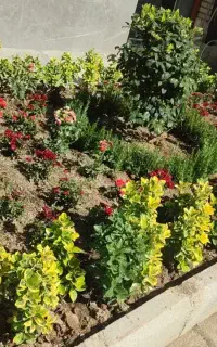 خدمات باغبانی گلکاری کاشت گل درحیاط و گلدان
