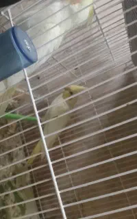 پرنده