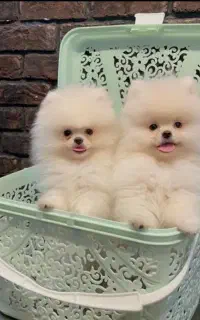 سگ توله پامر pomeranian پامرانین خرسی ۳ ماه