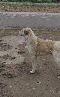 سگ گله