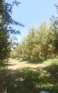 سیب خوراکی