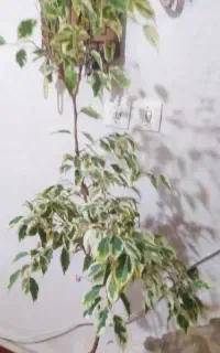 گل طبعی خانگی هفت یا هشت سالش هست