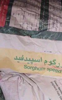 ذرت علوفه ای