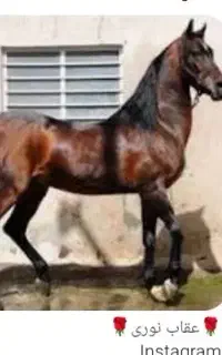 اسب.کره عقاب حمیدنوری.