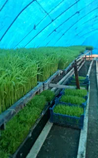 فروش35 قالب بذر نشا هاشمی سالم و درجه یک