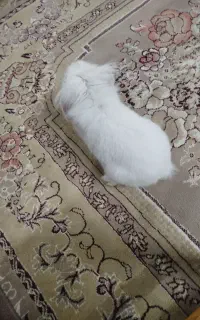 خرگوش لپ چشم آبی