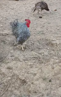 خروس امروک