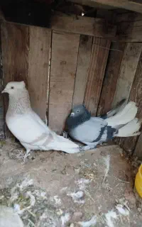 فقط معامله با سینه سفید نر پلاکی