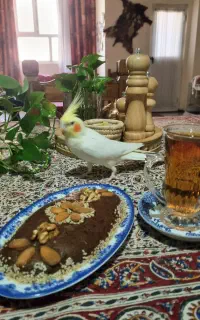 عروس هلندی کاملا آشتی