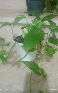 گل آپارتمانی