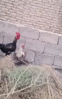 ۴ قطعه مرغ و خروس سالم و سرحال (خانگی)