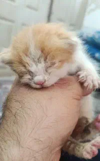 واگذاری