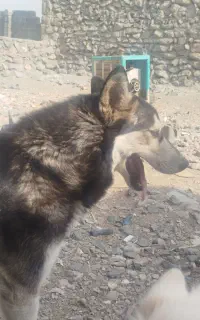 واگذاری هاسکی