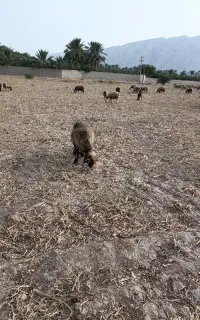 گوسفند