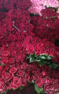 رز شاخه ای۴۵قیمت ثابت