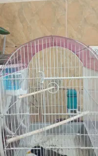 قفس