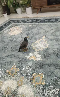 مرغ مینا