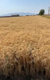 گندم رقم حیدری درجه یک