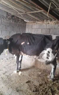 ۱راس گاو ‌شیری شکم چهارم با شیردهی ۱۵کیلو
