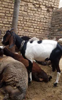 بز سانن و پاکستانی
