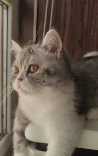 گربه بریتش نر آماده جفت گیری