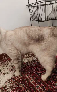 گربه