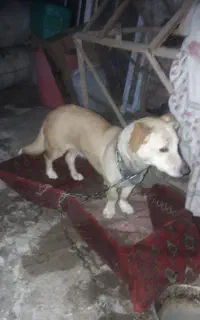 اشپیتز ۱ساله