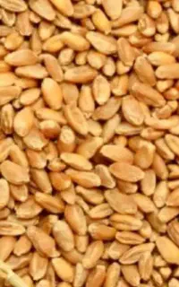 گندم پیشگام آبی