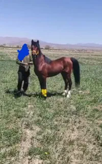 کشش اسب