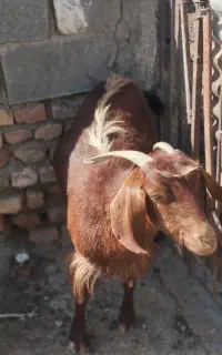 بزز