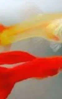 گوپی پاندا بیگر بلو مسکو بلو نعون بلک و...