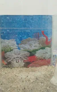 اکواریوم ماهی