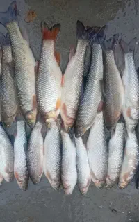 ماهی تازه رودخانه پاک شده درشت