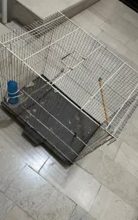 قفس پرنده