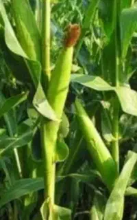 فروش علوفه ای