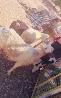 میش داشت