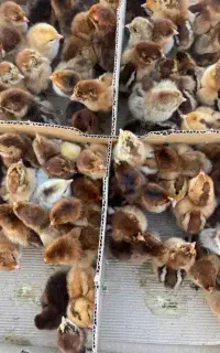 پخش انواع جوجه مرغ و بوقلمو