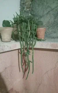 گیاه کاکتوس