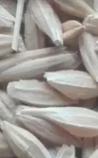 جو دیمی گونی گرفته درجه یک