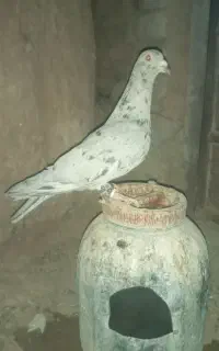 مجسمه.کفتر