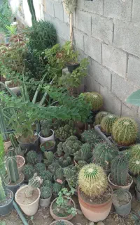 گل و گیاه