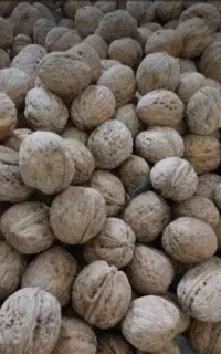 گردوی تازه دماوند